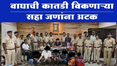 वाघाची कातडी विकणाऱ्या सहा जणांना अटकपुणे कस्टम व जळगाव कस्टम अधिकाऱ्यांची संयुक्त कारवाईजळगांव