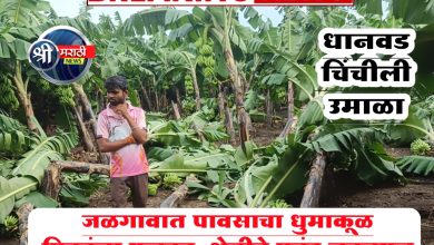 जळगावात पावसाचा धुमाकूळ ; पिकांना फटका, शेतीचे प्रचंड नुकसान