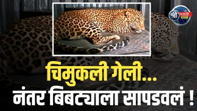 डांभुर्णी हादरलं! बिबट्याची शिकार अखेर संपली!