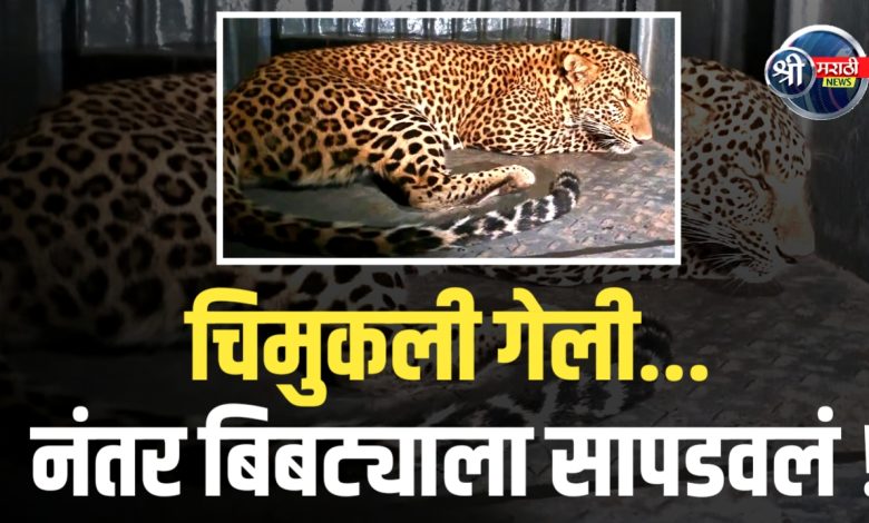 डांभुर्णी हादरलं! बिबट्याची शिकार अखेर संपली! डांभुर्णी हादरलं! बिबट्याची शिकार अखेर संपली!