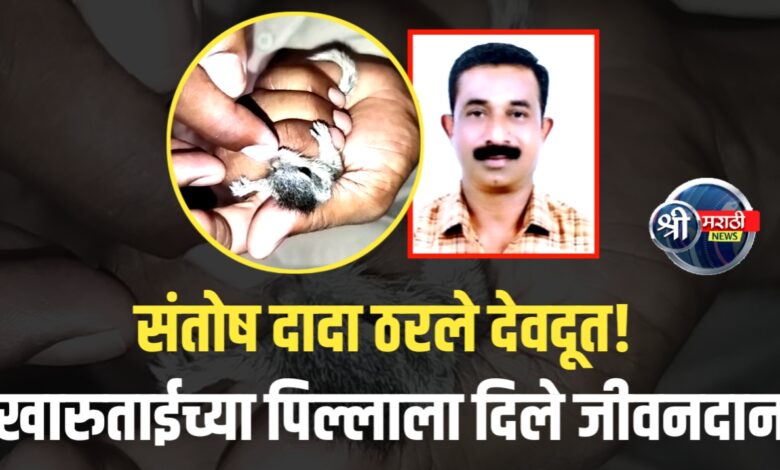 जळगाव शहरातील पोलिसाचे माणुसकीचे उदाहरण : संतोष दादा यांनी खारुताईच्या पिल्लाला दिले जीवनदान! जळगाव शहरातील पोलिसाचे माणुसकीचे उदाहरण : संतोष दादा यांनी खारुताईच्या पिल्लाला दिले जीवनदान!