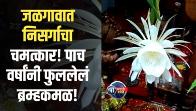 भाग्यवान क्षण! विवेकानंद नगरमध्ये बोरसे कुटुंबियांकडे उमलले ब्रम्हकमळ