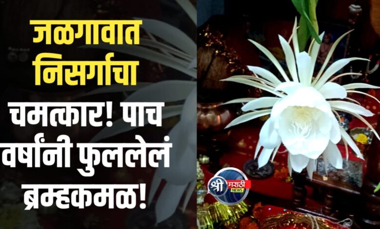 भाग्यवान क्षण! विवेकानंद नगरमध्ये बोरसे कुटुंबियांकडे उमलले ब्रम्हकमळ भाग्यवान क्षण! विवेकानंद नगरमध्ये बोरसे कुटुंबियांकडे उमलले ब्रम्हकमळ