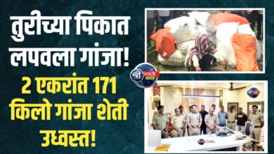 रावेरचा धडाका! 2 एकरांत 171 किलो ‘गांजा शेती’ पोलिसांनी उध्वस्त केली!