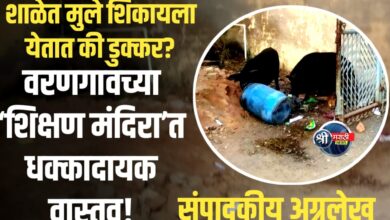 शाळेत मुले शिकायला येतात की डुक्कर? वरणगावच्या शिक्षण मंदिरात प्रशासनाचा ‘वराह’ अवतार!