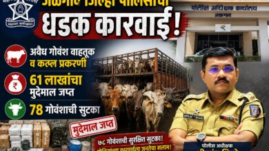 जळगाव पोलिसांची धडक कारवाई! अवैध गोवंश वाहतूक व कत्तल प्रकरणी ६१ लाखांचा मुद्देमाल जप्त; ७८ गोवंशाची सुटका